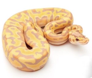 Les yeux de serpent